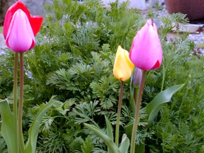 [tulips2.jpg]