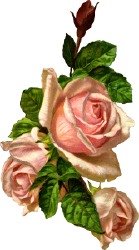 [three-pink-roses.jpg]