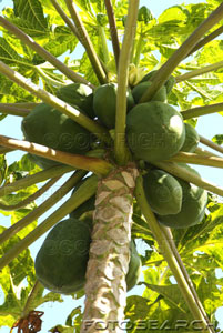 [papaya+tree.jpg]