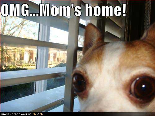 [funny-dog-pictures-omg-mom-home.jpg]