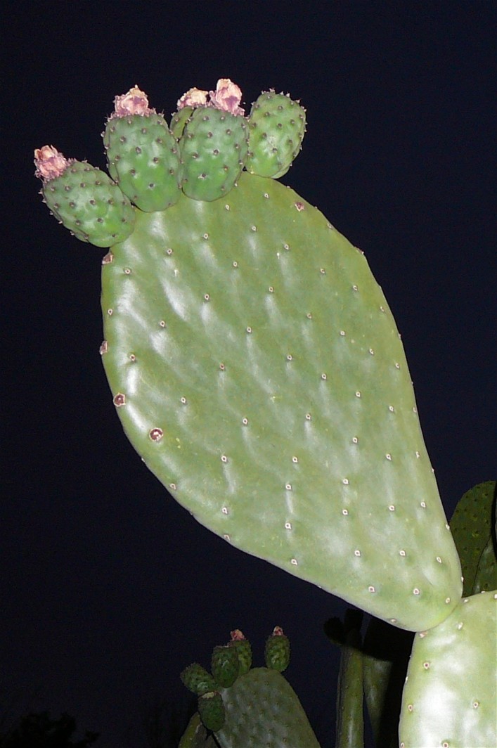 [AZ05_2008_cactus.JPG]