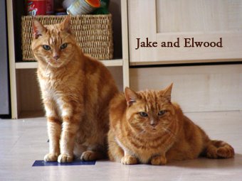 [Jake&Elwood.jpg]