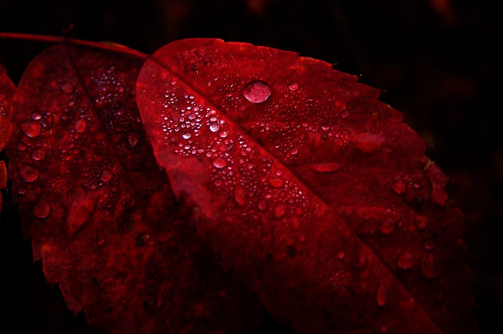 [autumn+rain.jpg]