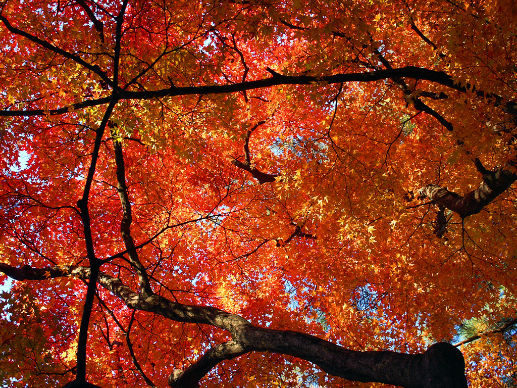 [autumn+maple+tree.jpg]