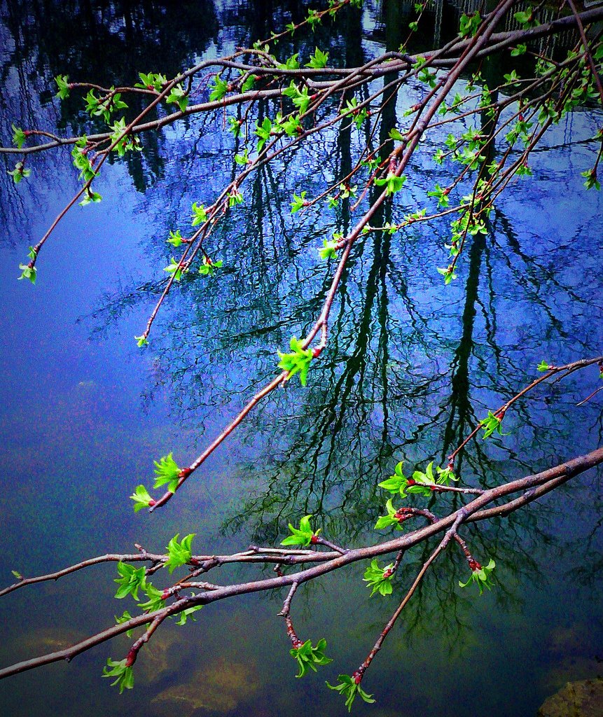 [spring+reflections.jpg]