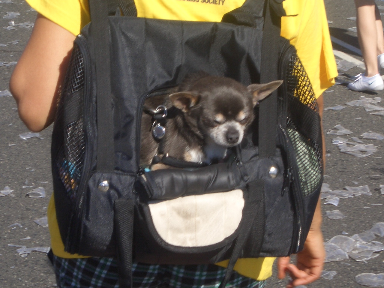 [Dog+in+a+bag.jpg]