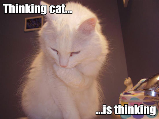 [thinking-cat-is-thinking.jpg]