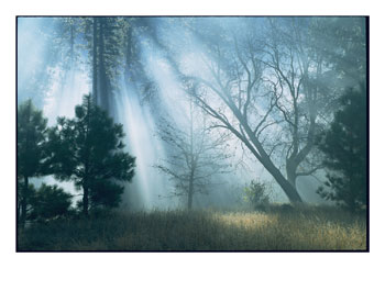 [101738~Sunlight-Pierces-the-Morning-Mist-in-This-Woodland-View-Posters.jpg]