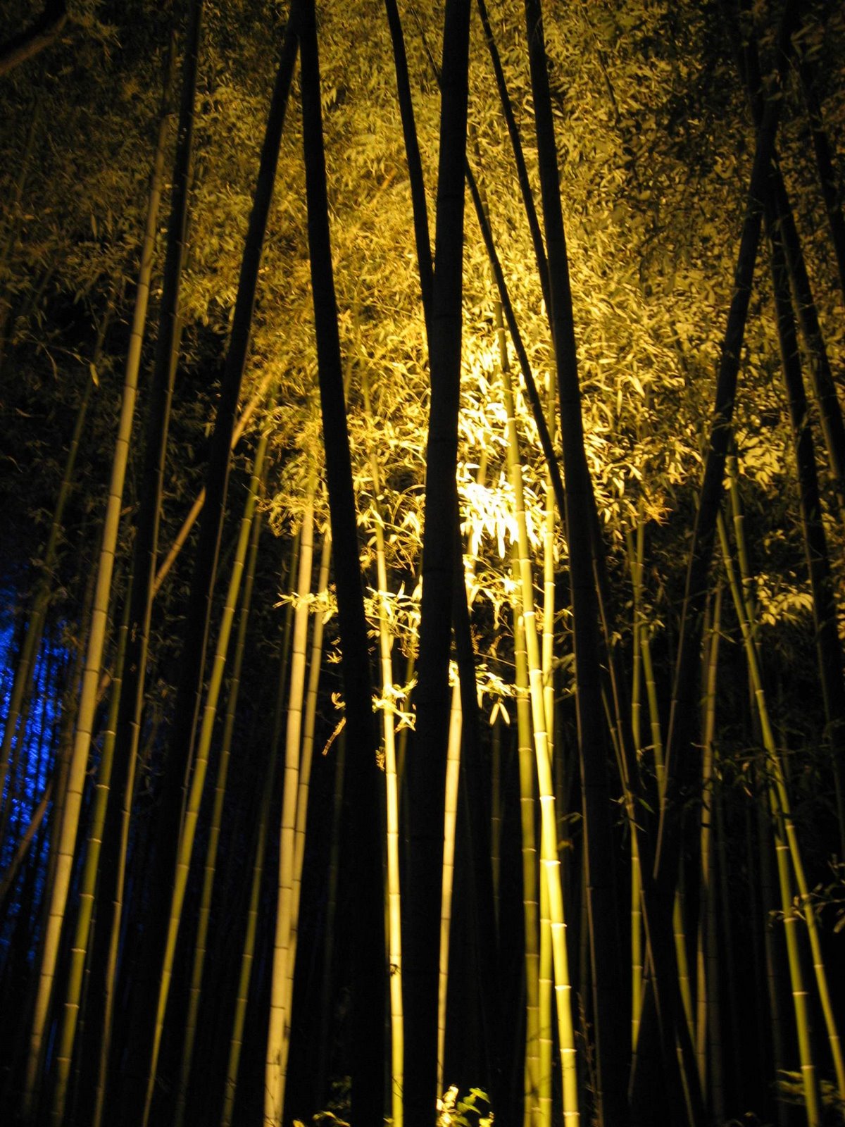 [arashiyamahanatoro_6966.jpg]