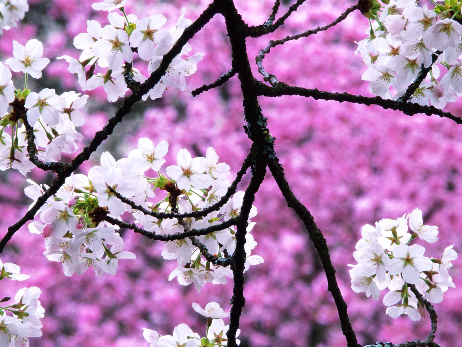 [Cherry-Blossoms.jpg]