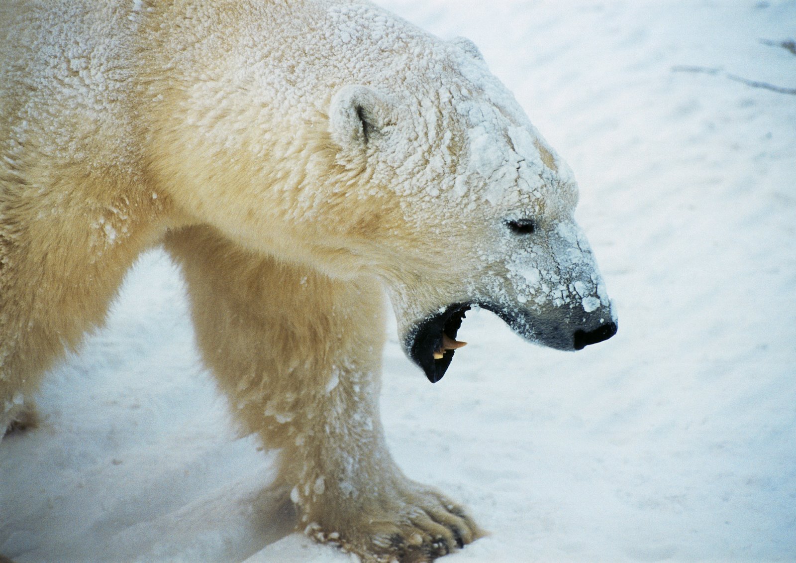 [Polar-Bear-yawn.jpg]