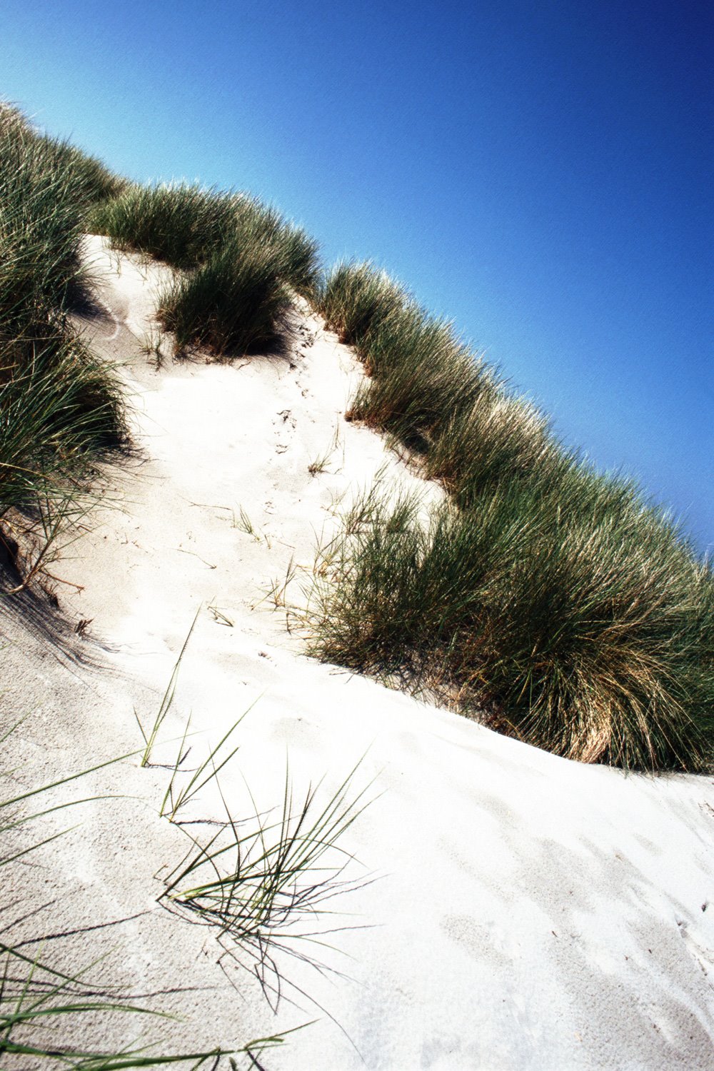 [Sand-Dune.jpg]