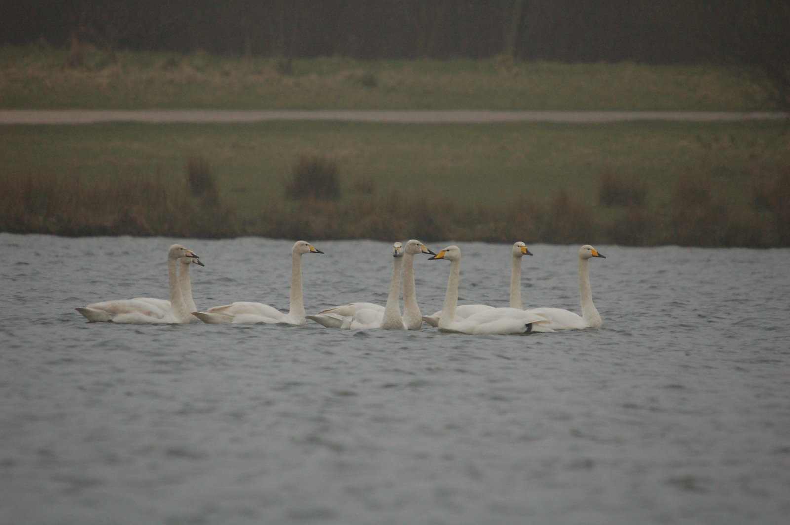 [Whooper+Swan+RVCP+15th+March.jpg+(family+party)+.jpg]