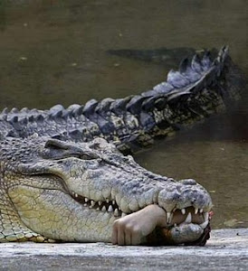 Shlomo 'crocodile tears' Mandel bit off a lot more than just a forearm