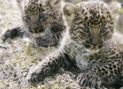 Leopard -This cat, in its melanistic color phase, is often mistakenly referred to