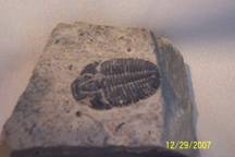 [trilobite-+asaphiscus+wheeleri.jpg]
