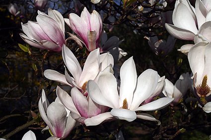 [Magnoliaträd01+copy.jpg]