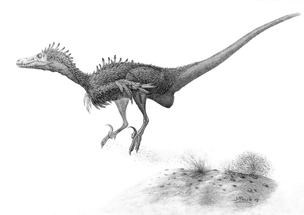 [Velociraptor01.jpg]