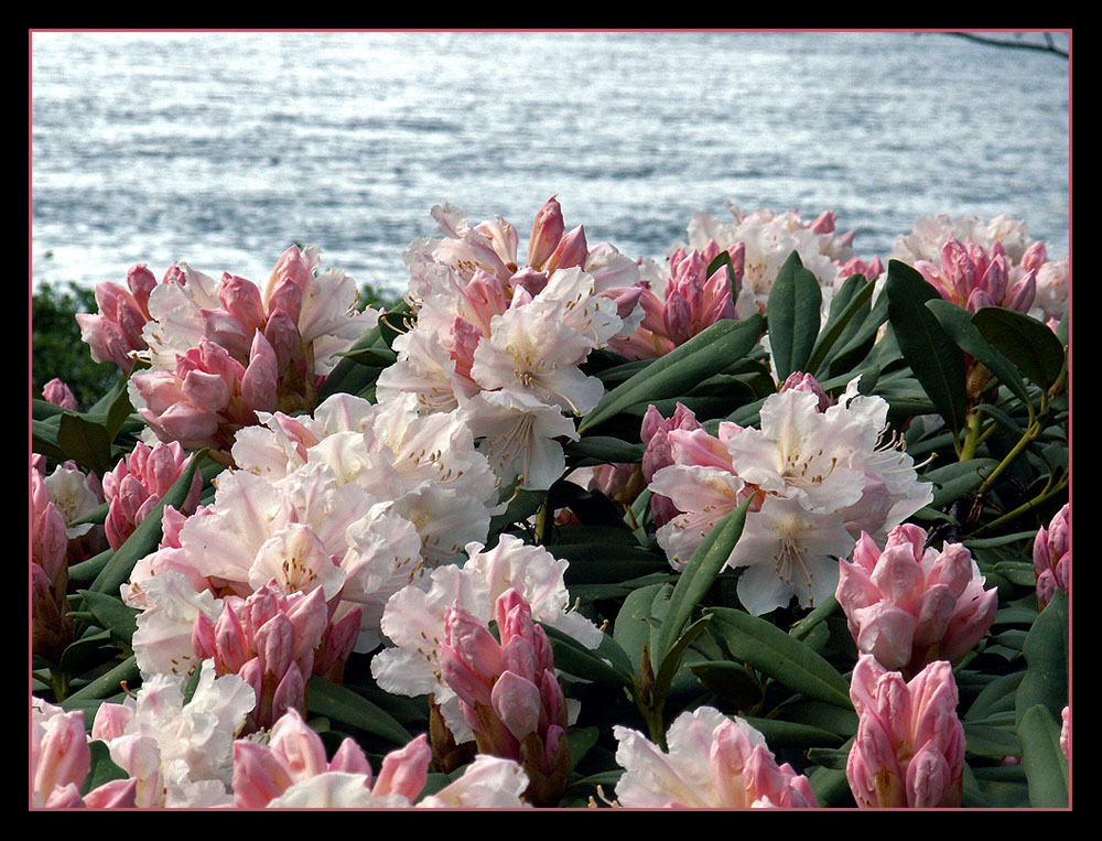 [Rhododendron.jpg]