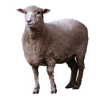 [sheep.gif]