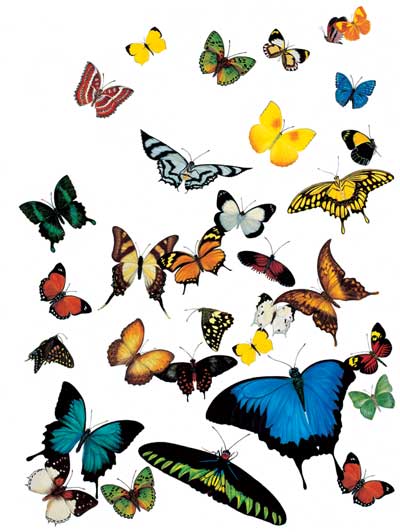 [butterflies3withgaps400.jpg]