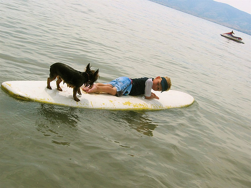 [dog+on+board.jpg]