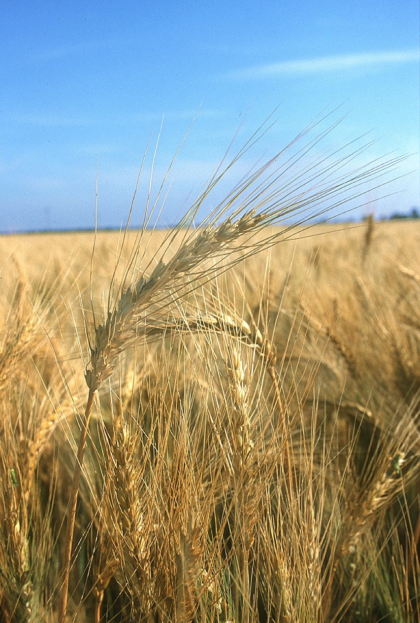[wheat+field+2.htm]