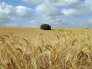 [wheat_field_sm.jpg]