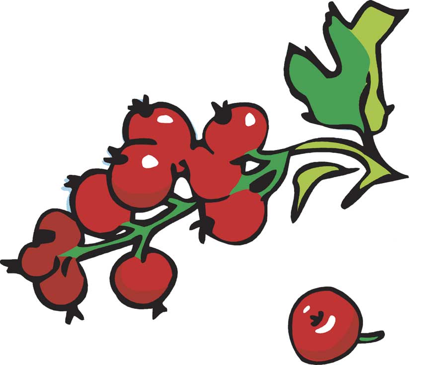 [Cranberries-31.jpg]