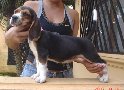 el beagle