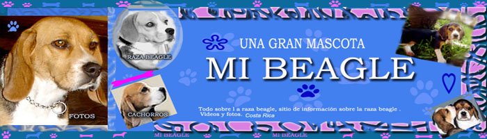 Beagle - UNA GRAN MASCOTA - MI BEAGLE BLOG