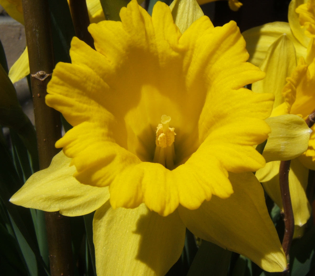 [Daffodil.JPG]