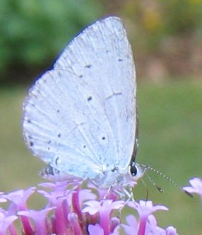 [Blue butterfly2.jpg]