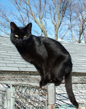 [cat+black.jpg]