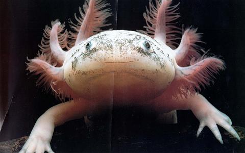 [axolotl1.JPG]