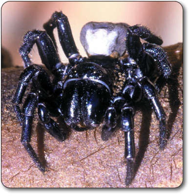 [sydney-funnel-web-spider.jpg]