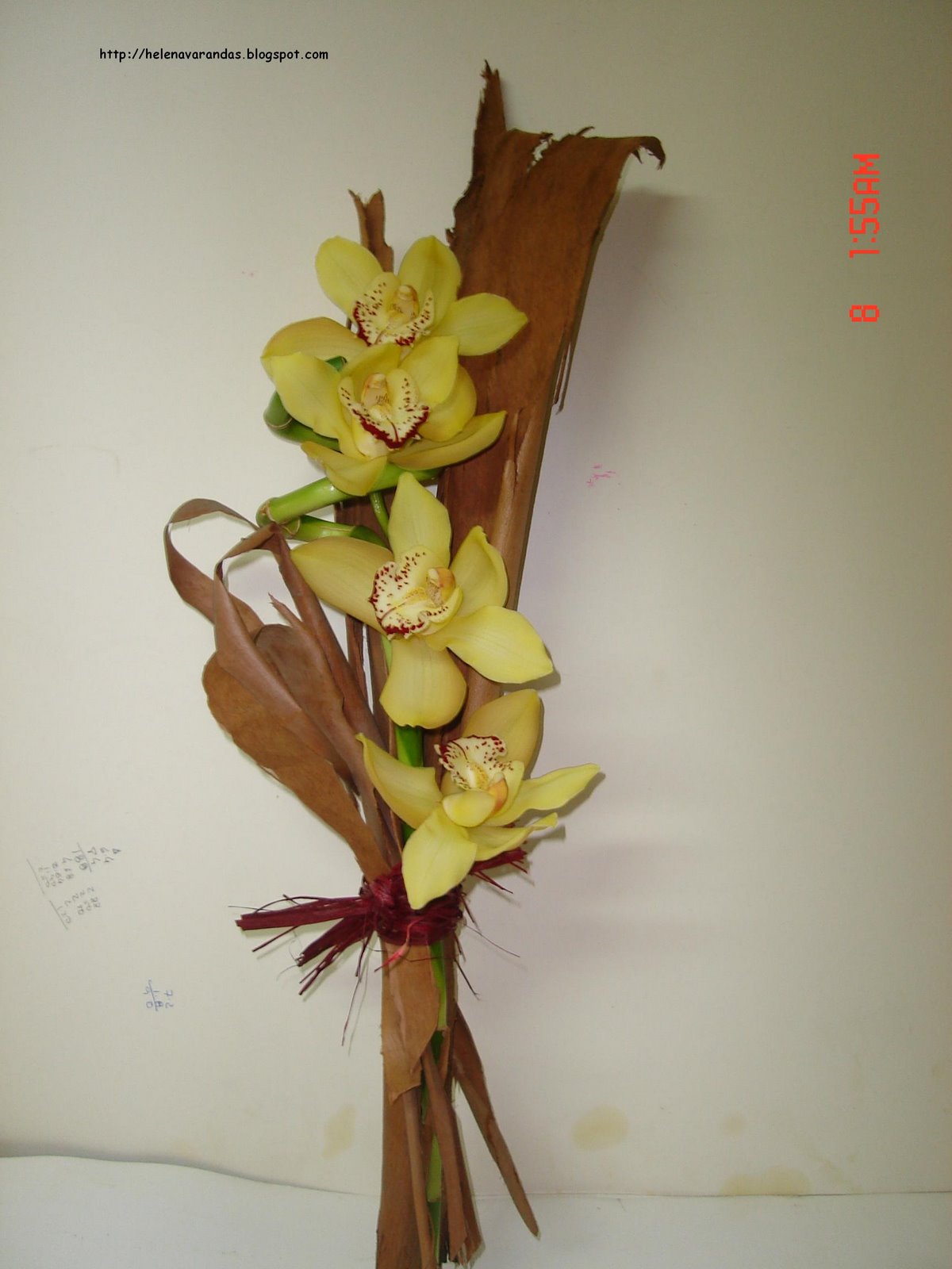 [orquideas+blog.JPG]