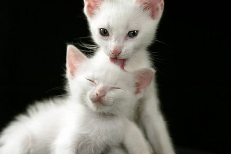 [kittens+groom.jpg]