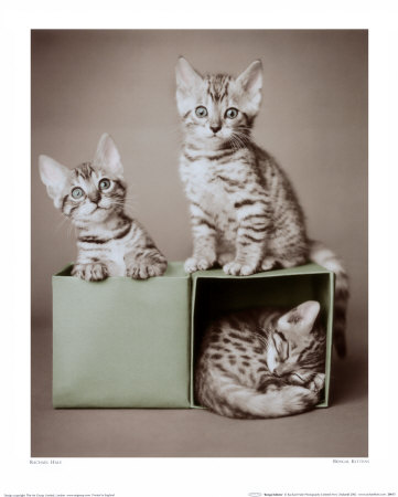 [kittens_on_in_a_box.jpg]