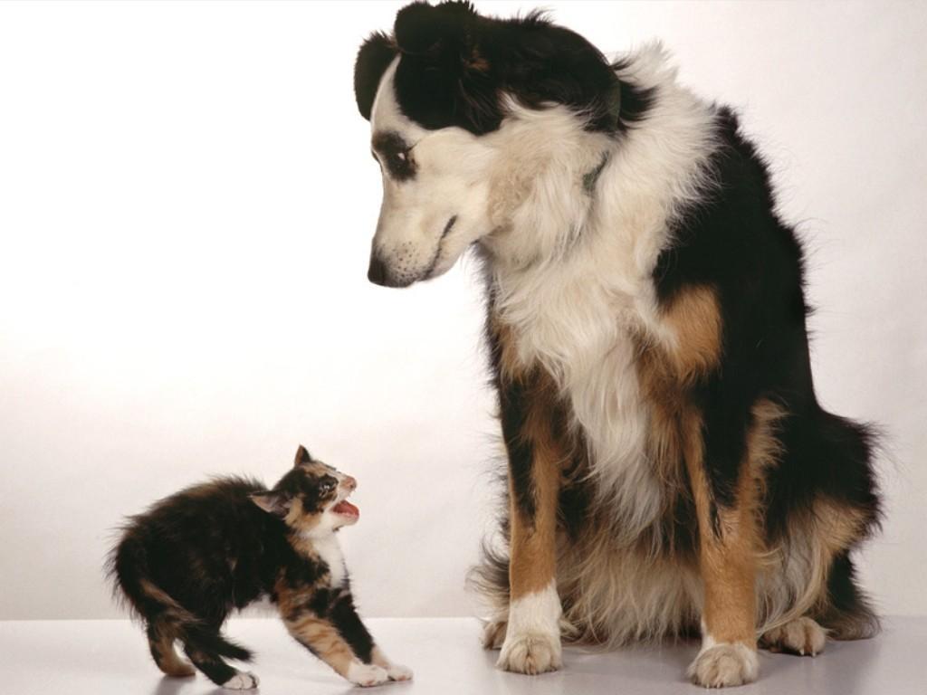 [Dog_and_kitten_hiss.jpg]