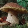 [porcini-mushroom-100x100.jpg]