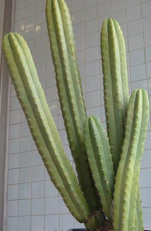 [san_pedro_cactus.jpg]
