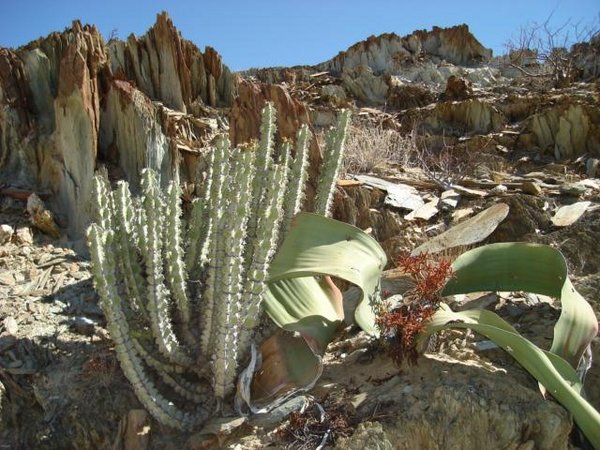 Flora do Deserto do Namibe