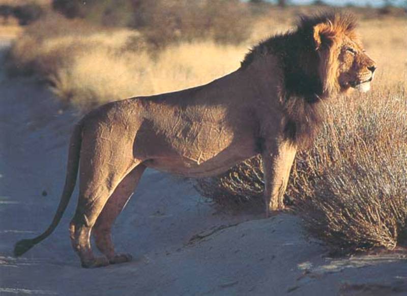 Leão do Namibe