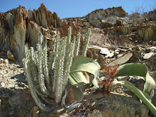 Plantas do Deserto do Namibe