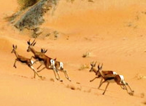 Deserto do Namibe