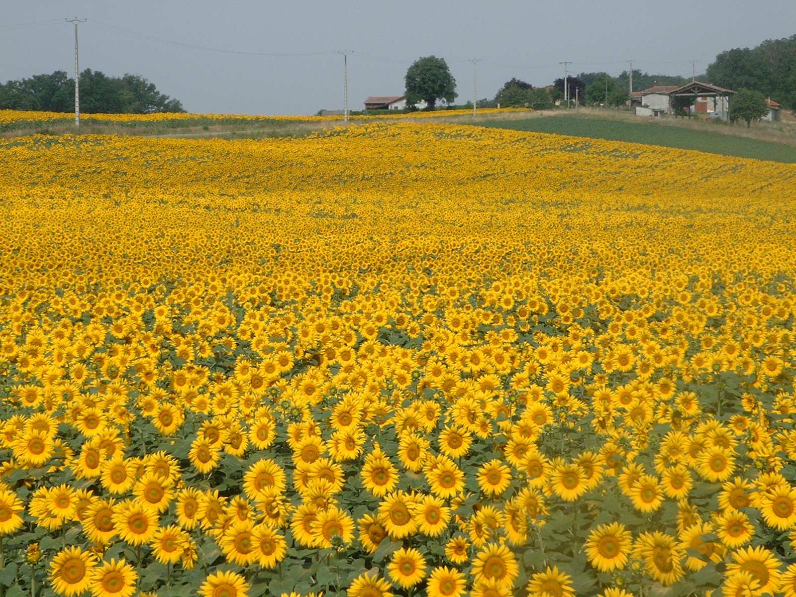 [sunflowers+008.jpg]