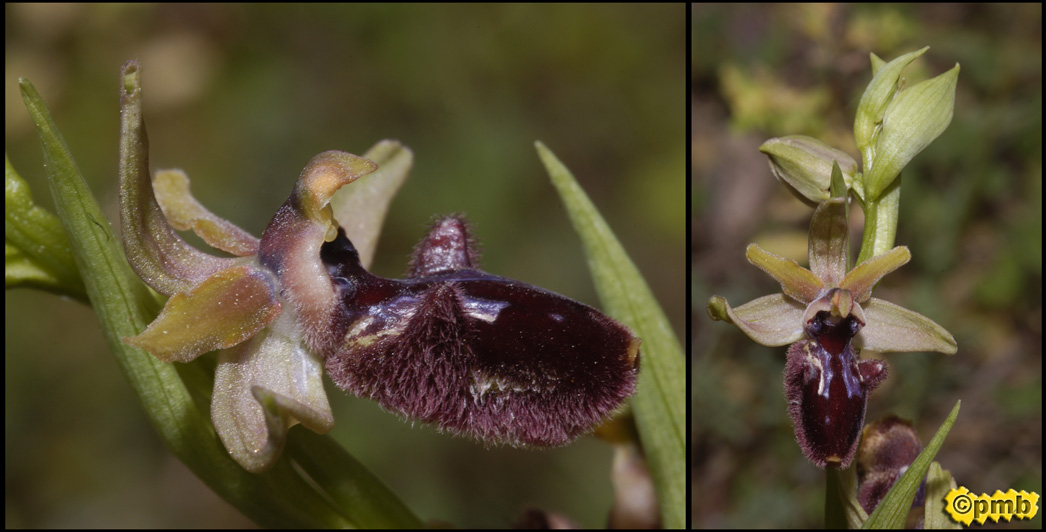 [Ophrys_incubacea_2245_46.jpg]