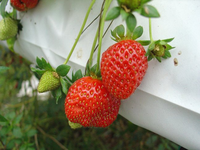 [Yummy+Strawberries.JPG]