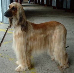 [afghan+hound+dog+breed.jpg]
